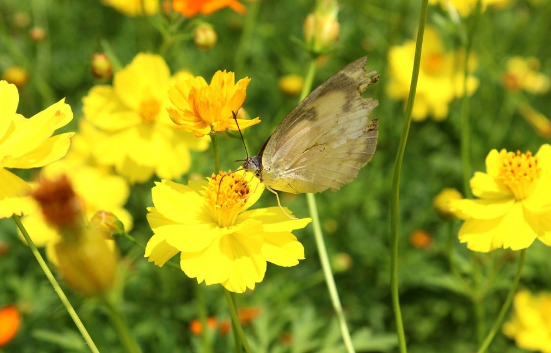 ชมฝูงผีเสื้ออวดโฉม อุทยานหลวงราชพฤกษ์