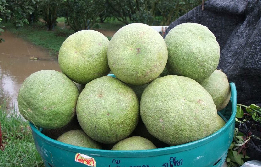 เยือนสวนส้มโอเงินล้านง “ทองพูน วงษา”เกษตรกร ป.4 ที่บ้านแท่นชัยภูมิ