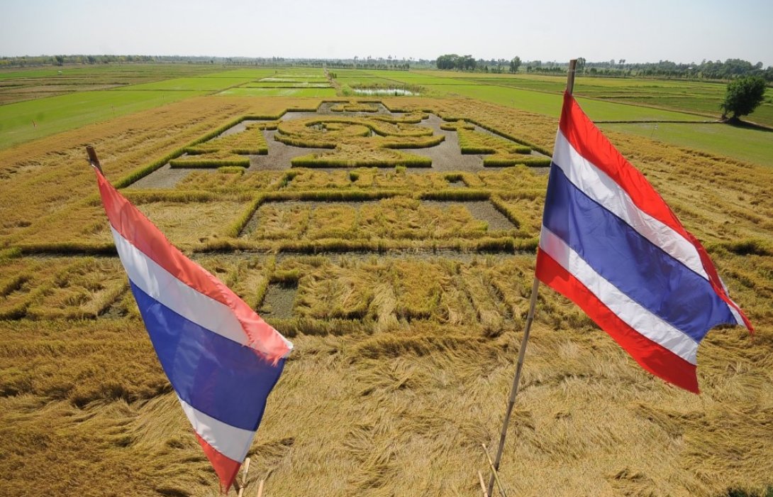 แปลงนาข้าวเกิดในรัชกาลที่9