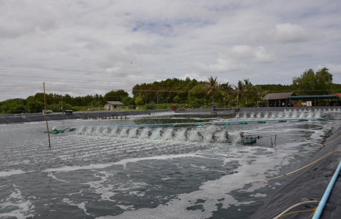 แปลงใหญ่ประมงคุ้งกระเบน ลดต้นทุนเลี้ยงกุ้งช่วยปลดหนี้