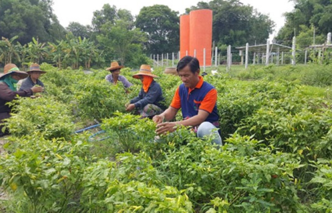 กลุ่มวิสาหกิจชุมชน “โนนสวรรค์” ยึดหลักพอเพียงเลี้ยงชีพไร้เคมี