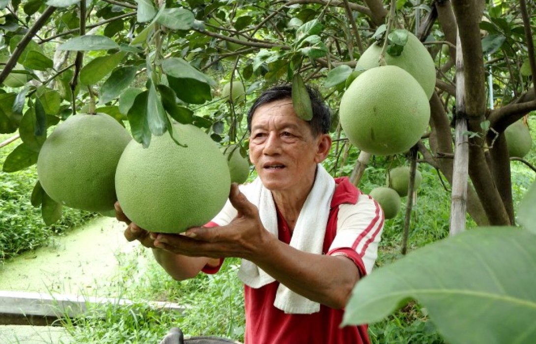 สวนส้มโออินทรีย์ “อุบล การะเวก” เกษตรกรเครือข่ายสามพรานโมเดล