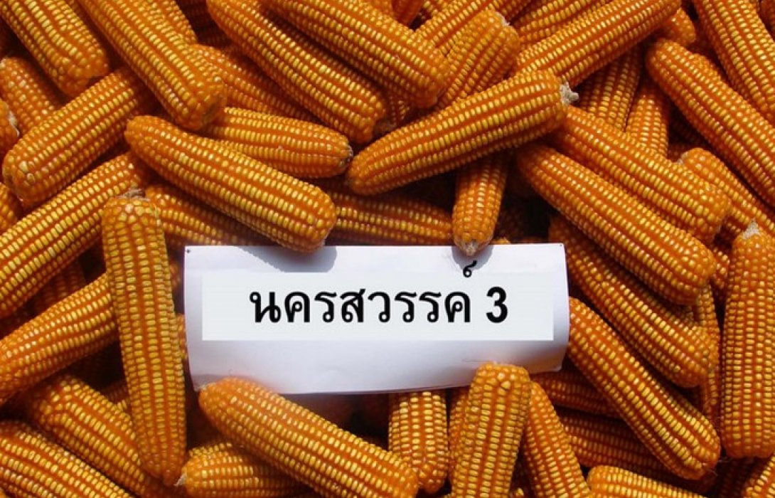 คุมขายเมล็ดพันธุ์ข้าวโพด หวั่นขยายพื้นที่เขาหัวโล้น