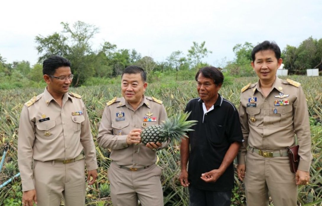 สหกรณ์หนุนสับปะรดบ้านคา ส่งขึ้นโมเดิร์นเทรดส่งออกมัลดีฟ