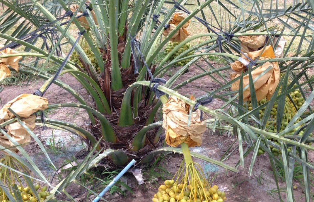 ถางไร่อ้อย ปลูก “อินทผาลัม”ส่งห้าง กิโลละ700 ปลูก 100 ไร่ไม่พอขาย