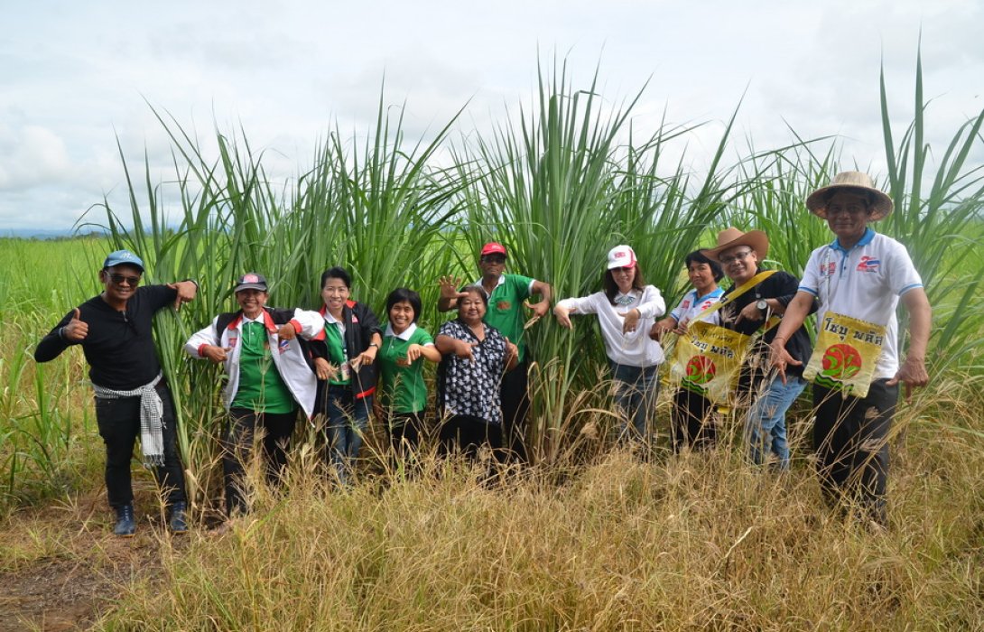 “ปุ๋ยอินทรีย์”  เพิ่มผลผลิต รายได้ดี สู่ไร่อ้อย สุโขทัย 