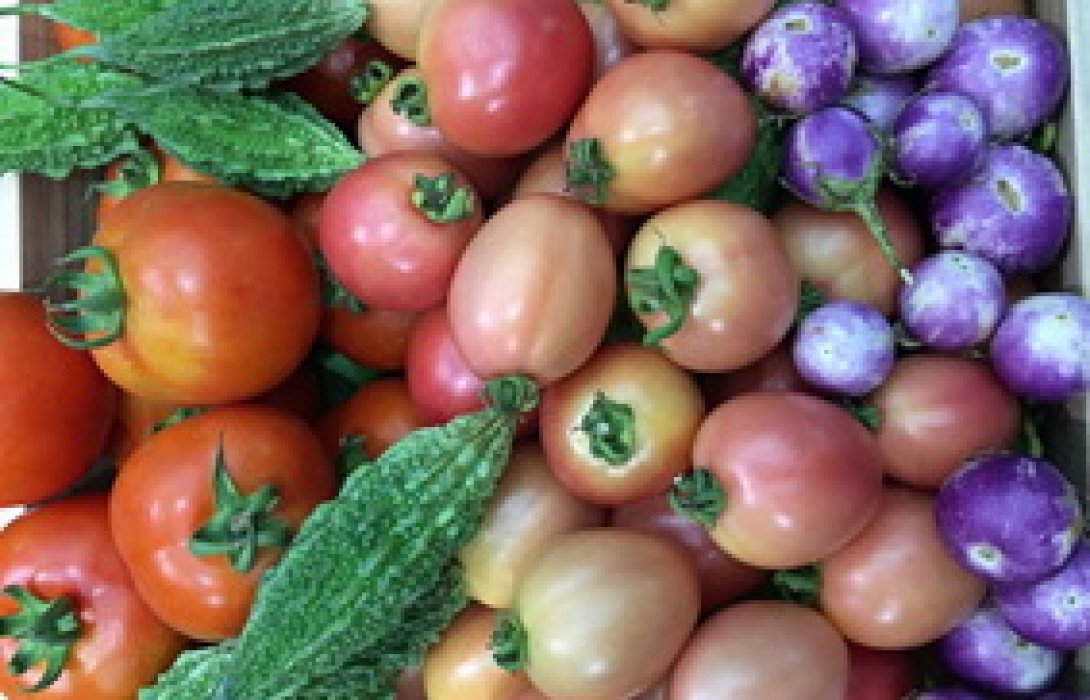 วว.พัฒนาการผลิตพืชให้มีสารสำคัญสูง ใช้เทคโนโลยีก่อนและหลังการเก็บเกี่ยวช่วยลดต้นทุน