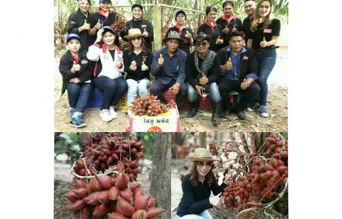 “ไร่สละสุมาลี” รสชาติหวาน กลิ่นหอมดี  ใช้ปุ๋ยอินทรีย์ไร้สารเคมี ดันรายได้เพิ่มทวีคูณ