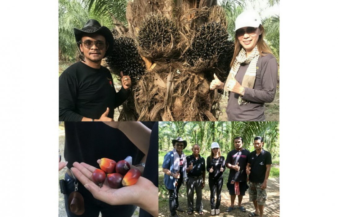 “ชาวสวนปาล์มภาคใต้”ปลื้ม “ปุ๋ยอินทรีย์” ช่วยก้านกาบใบดี  ผลผลิตเพิ่มกว่าเท่าตัว   