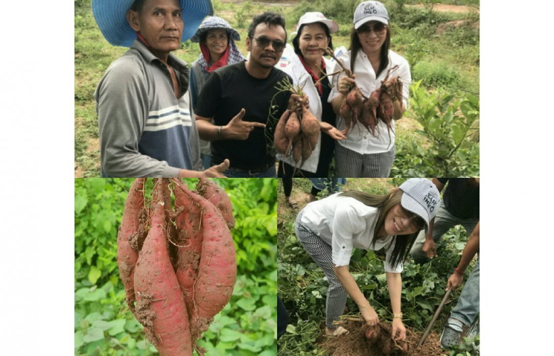 ปลูกมันหวานญี่ปุ่น ด้วยปุ๋ยอินทรีย์  ผลผลิตดี  สร้างรายได้งาม