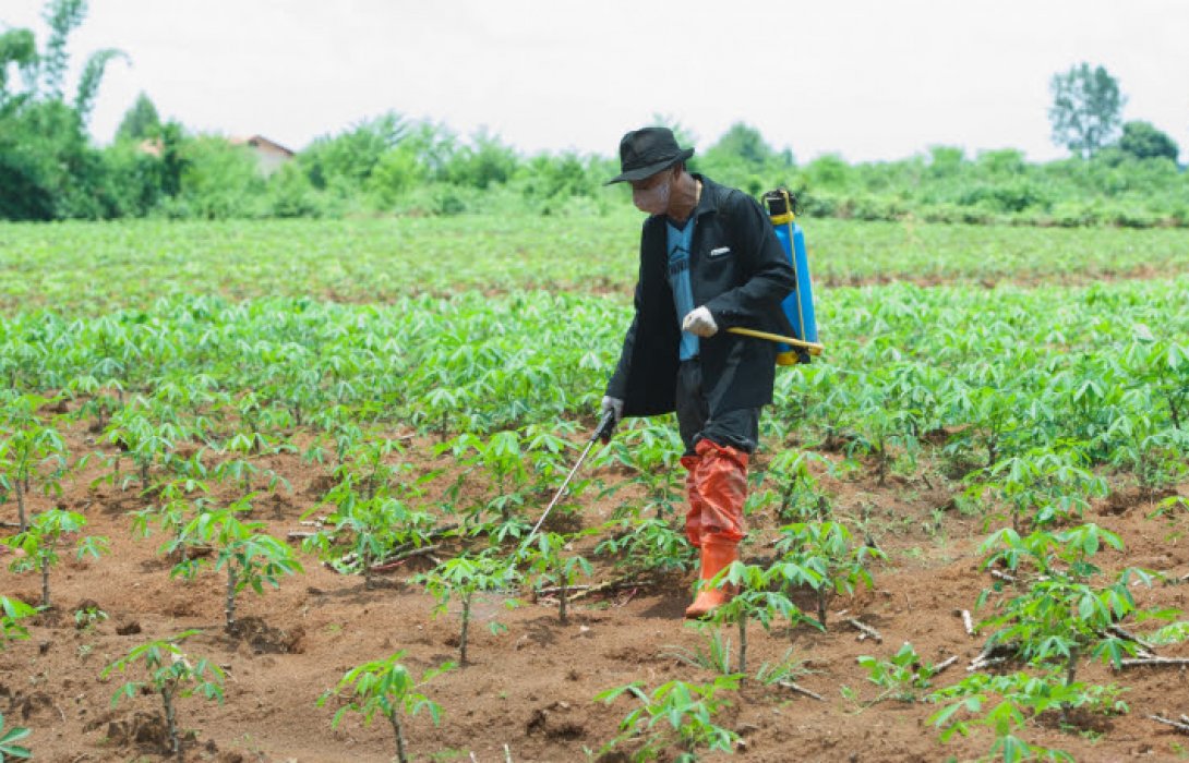 เกษตรกรมันสำปะหลังเดือดร้อนหนัก ต้นทุนพุ่ง แจงรัฐช่วยด่วน