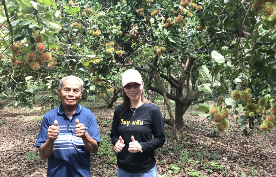 ชาวสวนศรีสะเกษ เหลือเชื่อ “ใช้ปุ๋ยอินทรีย์”  ปลูกเงาะได้ผลดี ส่งขายได้ราคา