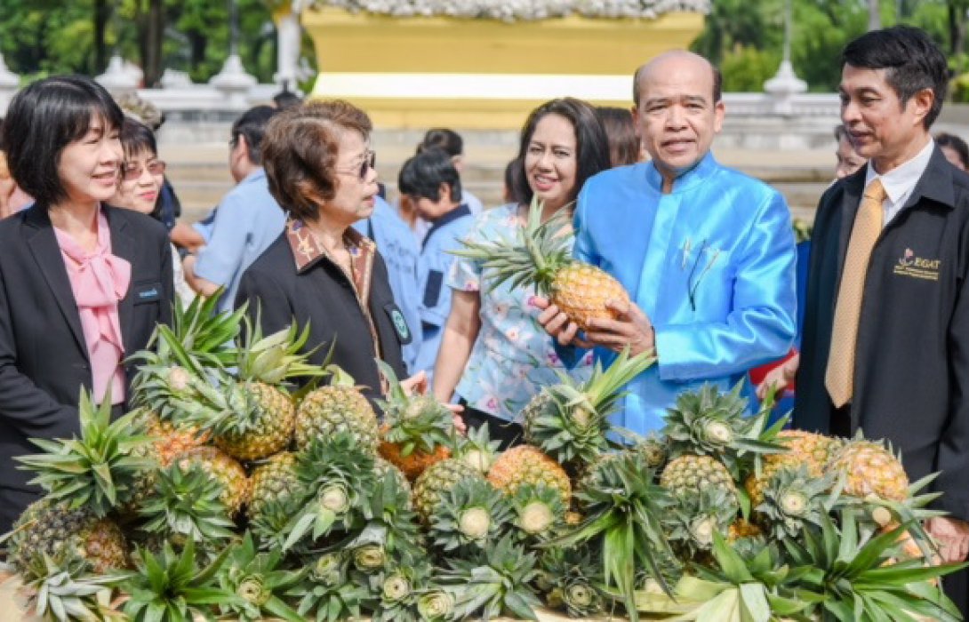 กฟผ.ช่วยเหลือชาวสวนสับปะรดลำปางในภาวะราคาสับปะรดตกต่ำ