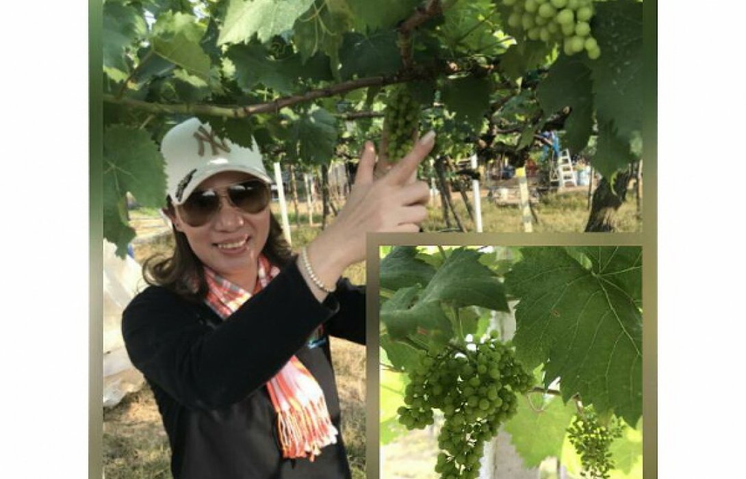 “ไร่องุ่นวังน้ำเขียว” ยกนิ้ว “ปุ๋ยอินทรีย์”  คุณภาพดี  ลดต้นทุน ขจัดศัตรูพืช