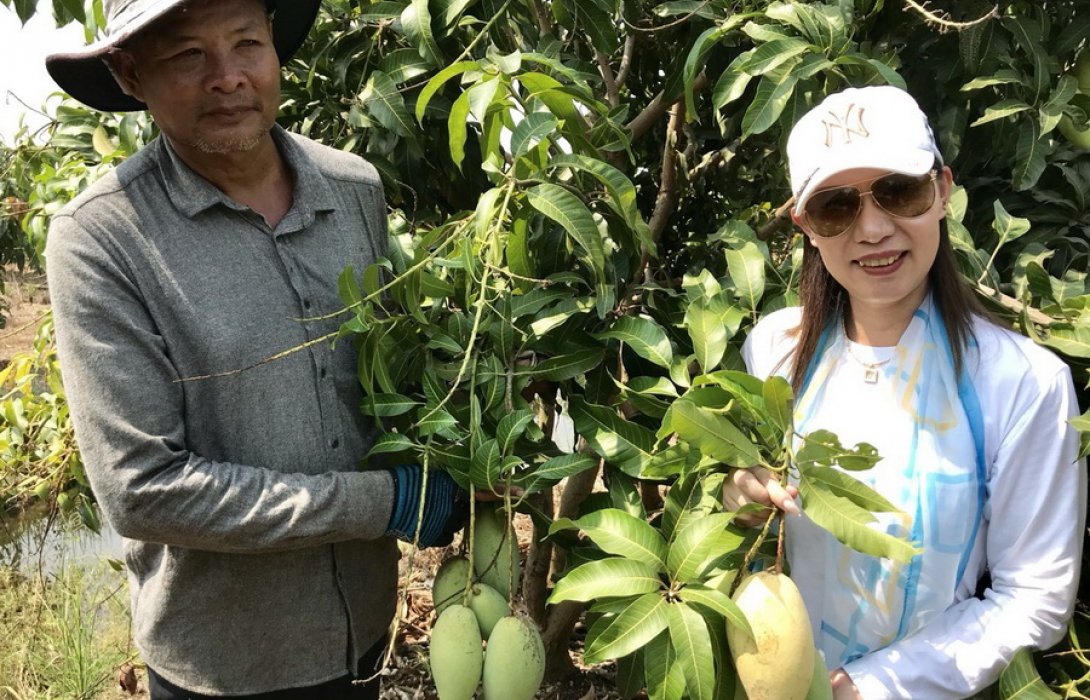 “ชาวสวนอ่างทอง” มั่นใจปุ๋ยอินทรีย์ ปลูกมะม่วง ออกผลดี กำไรแรง 