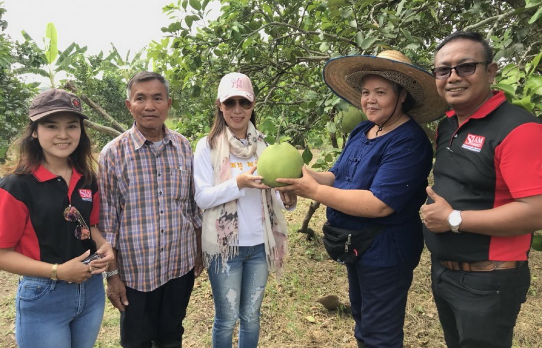 “เกษตรกรโคราช” ยกนิ้ว “ปุ๋ยอินทรีย์” ปลูกส้มโอทองดี ไร้สารเคมี ส่งขายกำไรงาม 
