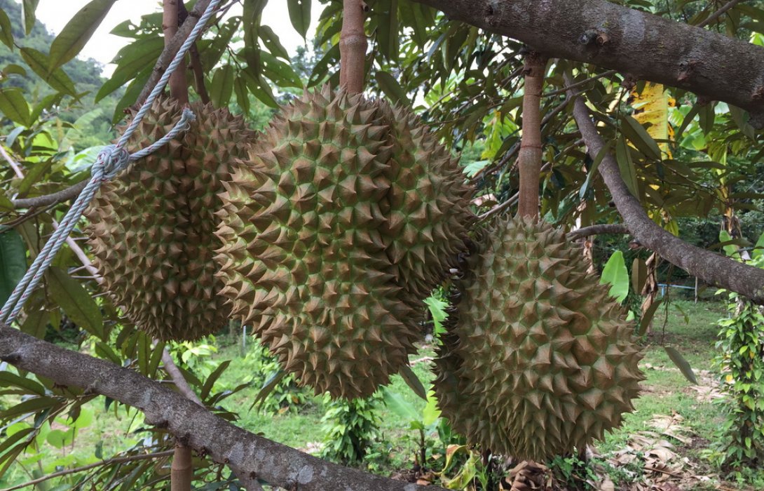 “ศรีสวัสดิ์” ถิ่นใหม่ทุเรียนไทย ปลูกกิน ปลูกขาย รายได้งาม 