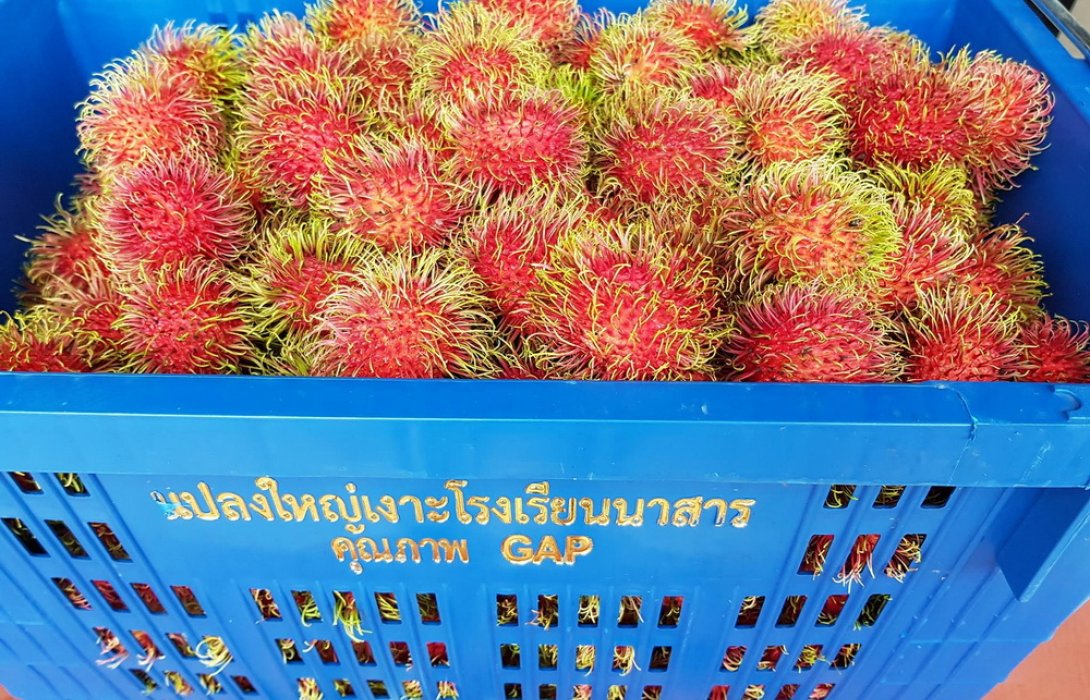 ปล่อยคาราวานเงาะนาสาร บุกตลาดเครือข่ายเหนือ-อีสาน