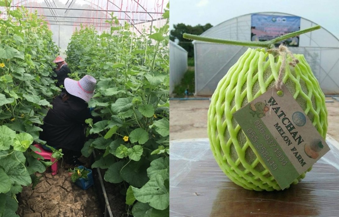เมล่อนอินทรีย์ “วัดจันทร์” มีดีที่คุณภาพขายตามสั่ง