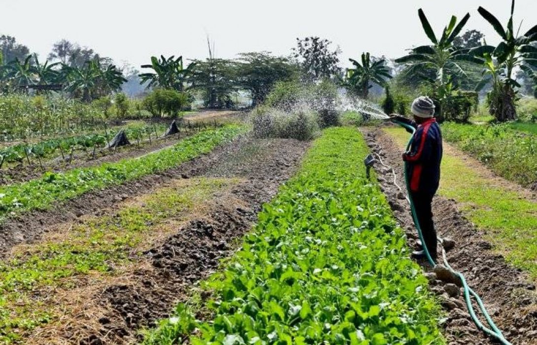 “มกอช.”  หนุน นโยบายเกษตรอินทรีย์ชาติ นำร่องอินทรีย์ในพื้นที่ 5 จังหวัดชายแดนใต้