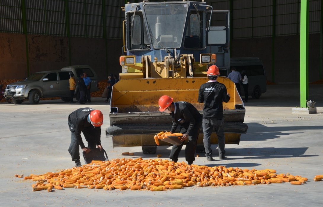 ทุกกรมกองลงพื้นที่ กระตุ้นปลูก“ข้าวโพดหลังนา”