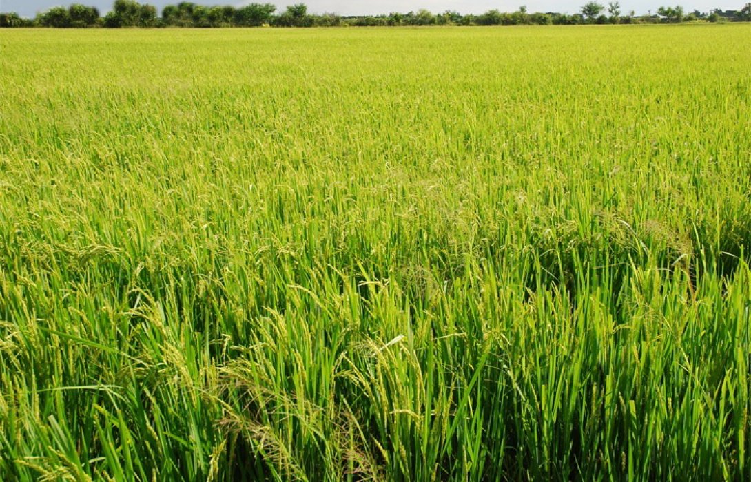 “นาแปลงใหญ่” ผลิตข้าวกล้องส่งออก สร้างรายได้ให้เกษตรกรเมืองลับแล