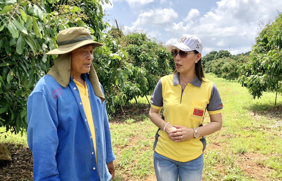 “ลำไยอินทรีย์” ไร้สารเคมีเมืองจันท์ ราคาไม่ตก ผลผลิตเพิ่มเกินเท่าตัว