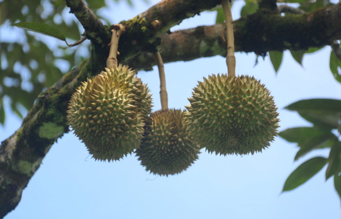 “ยะลา” เดินหน้าทุเรียนคุณภาพ ชาวสวนทำเงินกว่าปีละ218ล้าน