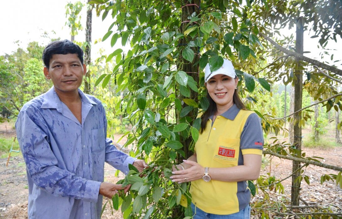 “พริกไทยอินทรีย์” ไล่ศัตรูพืช คืนพื้นกลับสู่ระบบนิเวศ