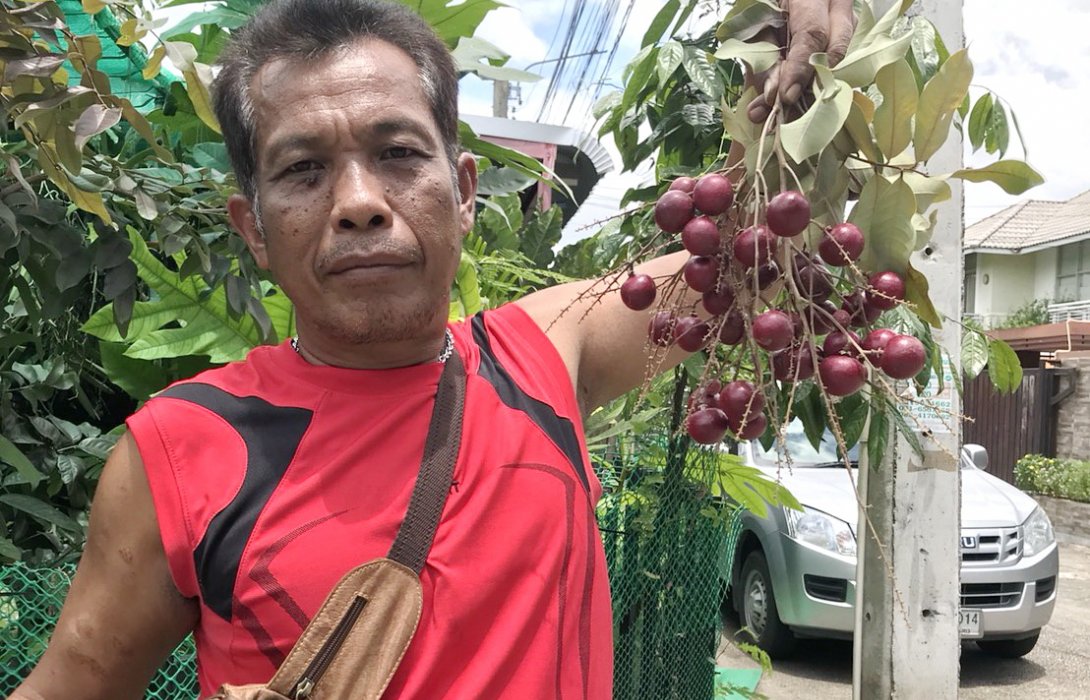 ไม้แปลก…ทำเงิน สวนลุงแดง ไม้ไทย