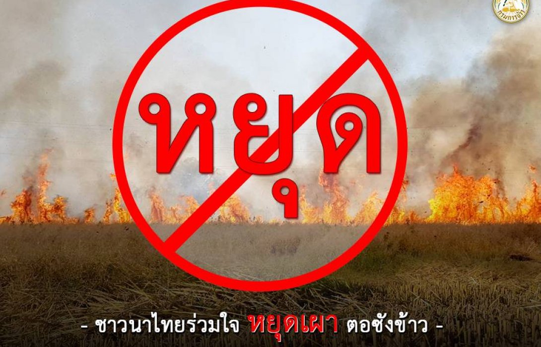 แนะ !! ใช้ประโยชน์จากฟางข้าว  งดเผาลดมลพิษ สร้างรายได้