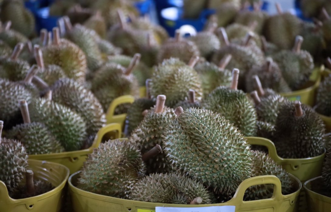 'ยะลา' ยกระดับเป็น “เมืองทุเรียน”  “บิ๊กตู่”ลงพื้นหนุนทำเงินชายแดน