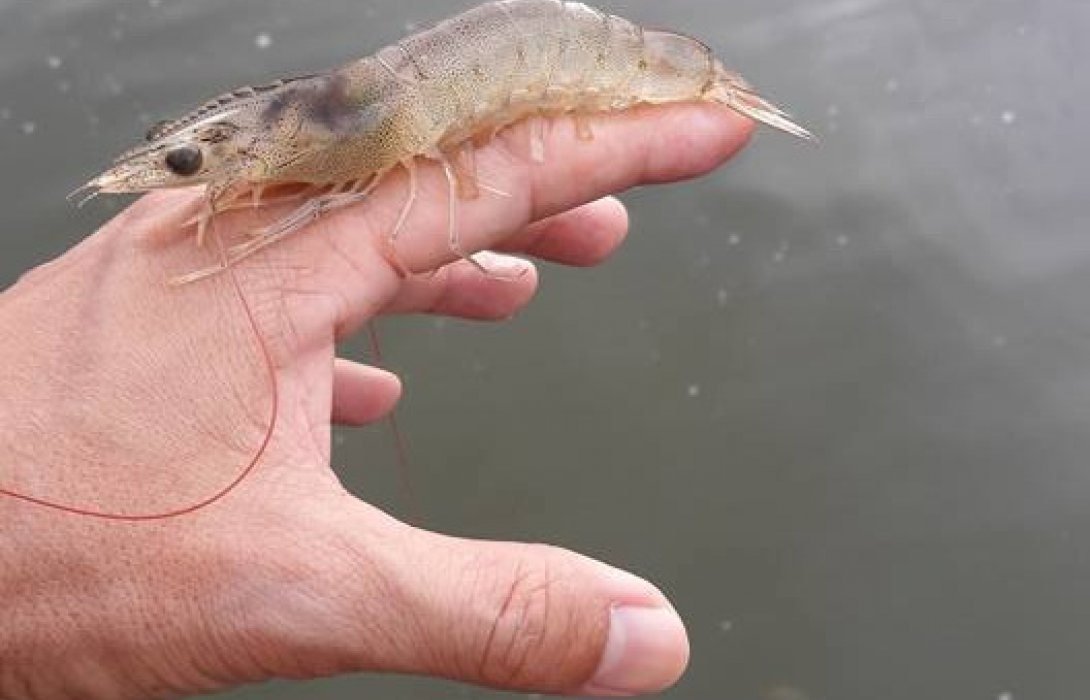 สมาพันธ์เกษตรกรผู้เลี้ยงกุ้งไทย ออกโรงซัด สื่อต่างชาติ “มั่ว” แชร์ข้อมูลกุ้งไทยไม่ถูกต้อง