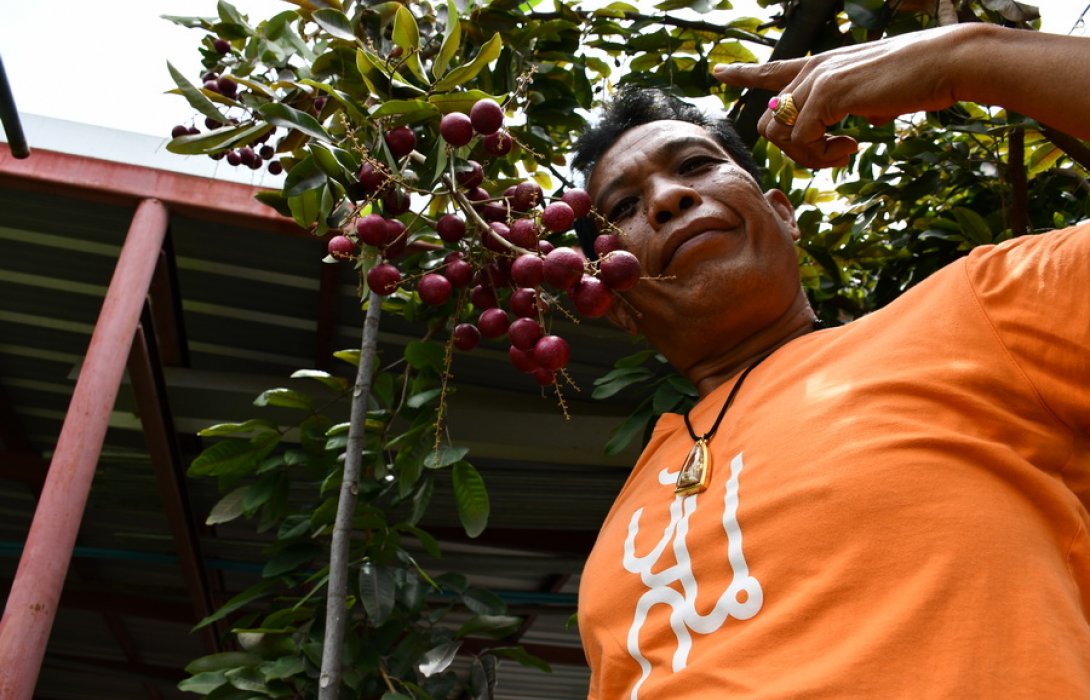 “ลำไยแดง” ไม้แปลกทำเงิน  ปลูกง่ายออกลูกทั้งปี ยอดสั่งซื้อเดือนละหลายร้อยต้น