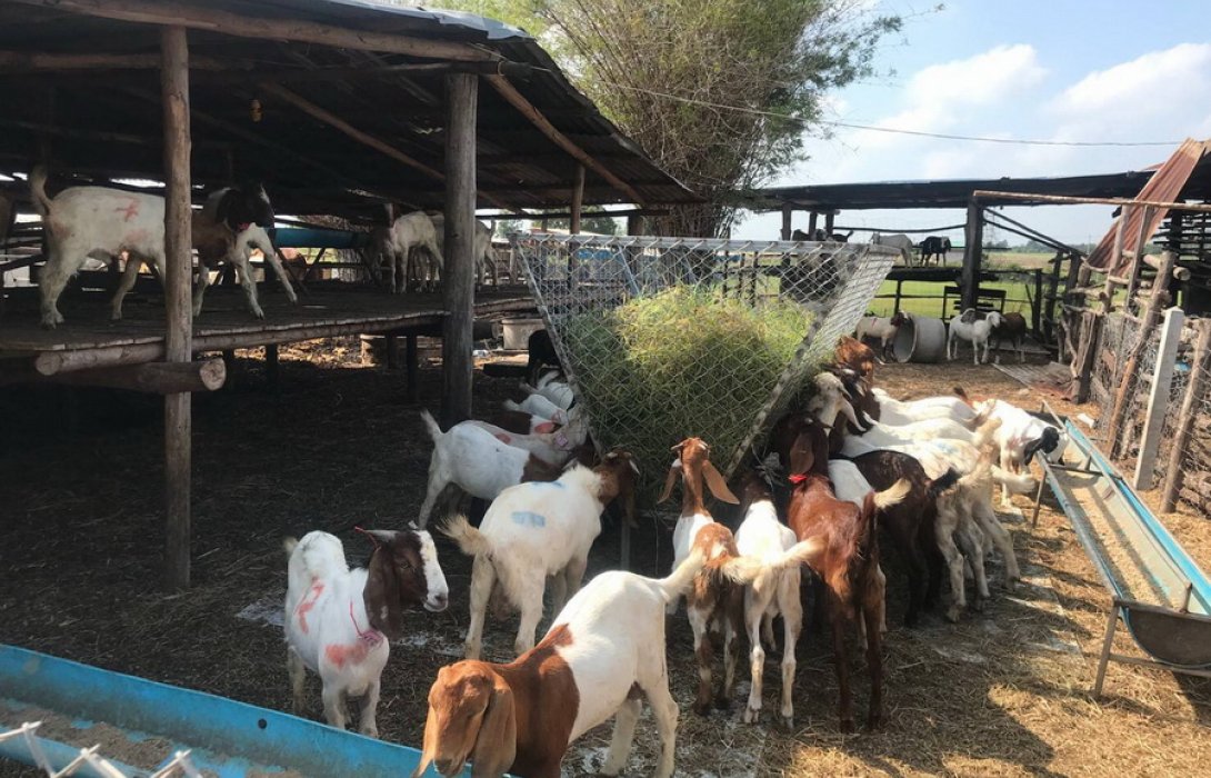 สศก .แนะ ทางเลือกเกษตรกร เลี้ยงแพะสร้างกำไรตัวละ 700 บาท 