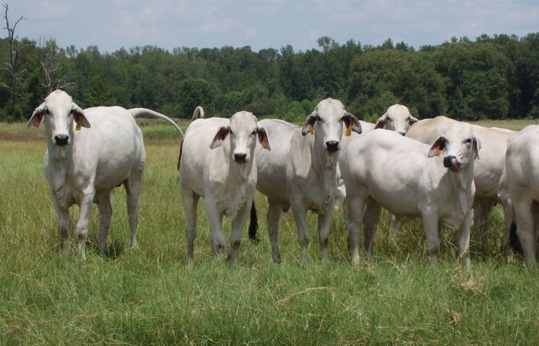 ปลูกพืชอาหารสัตว์ 5 พันไร่  หนุน “โคราช”แหล่งผลิตอาหาร