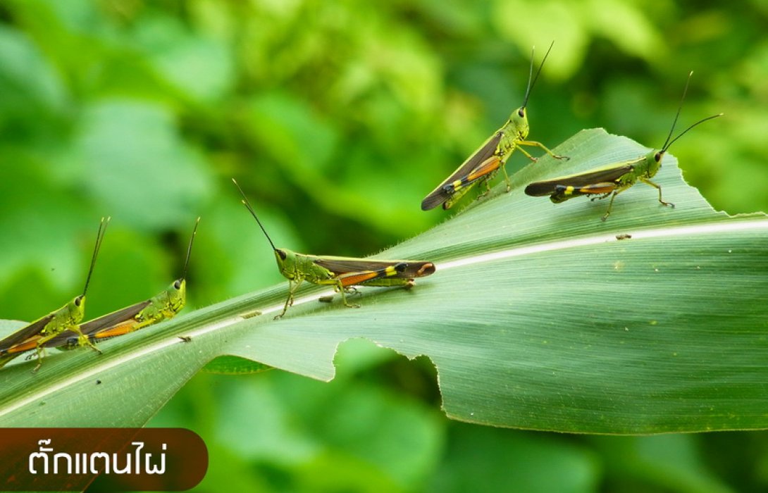 2 ตั๊กแตนคอนเฟิร์มไม่เข้าไทย อากาศเมืองไทยไม่เป็นใจ
