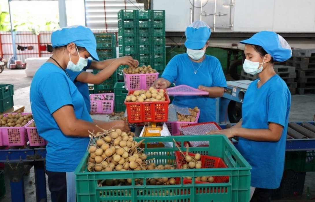 กระจายลำไยสหกรณ์ภาคเหนือฉลุย ผู้บริโภคชมสินค้าดีมังคุดทางใต้จ่อคิว