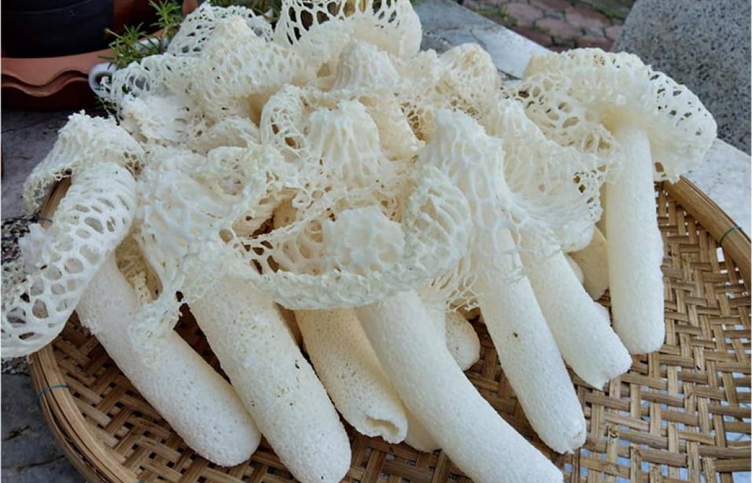 “เห็ดร่างแห” สายพันธุ์ไทย สร้างรายได้เพิ่มให้เกษตรกร