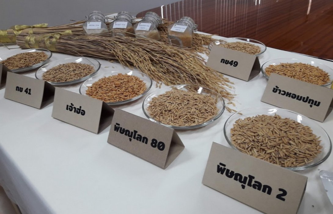 “พิษณุโลก 80” ข้าวชนะเลิศ สหกรณ์ต่อยอดแบรนด์ “ทองดี”