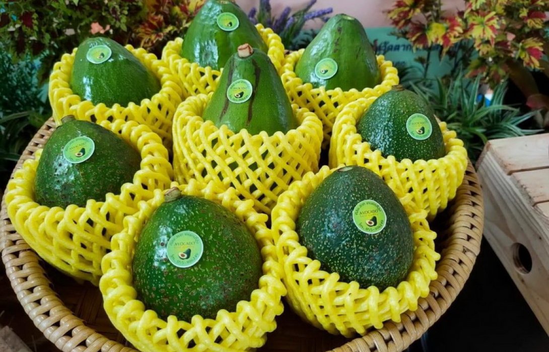 ชวนเที่ยว...พบพระ ชมเทศกาลอะโวคาโด 