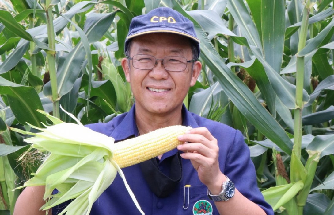 ปลูกข้าวโพดหวาน 73 วัน ทำกำไรเฉียด 2 หมื่น/ไร่