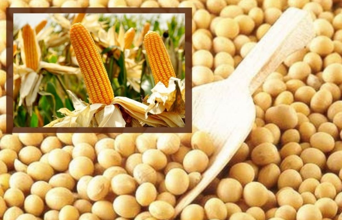 “เกษตรกรผู้เลี้ยงสัตว์” โอด ราคาวัตถุดิบอาหารสัตว์พุ่งฉุดไม่อยู่ วอนรัฐพิจารณามาตรการช่วยเหลือเร่งด่วน