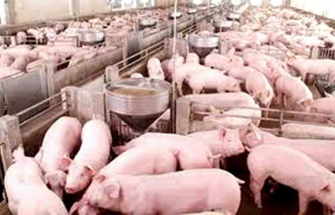 เกษตรเดินหน้าแก้หมูแพง ...ห้ามส่งออกถึงต้นเมษายน