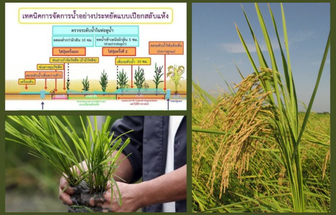 ทำนา “เปียกสลับแห้ง” ลดต้นทุน เพิ่มผลผลิต