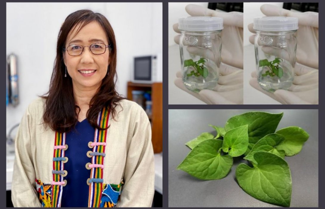 “พลูคาว” ปลอดโรค ไร้สารพิษ ผลิตสารสำคัญเพิ่มขึ้น 3 เท่า