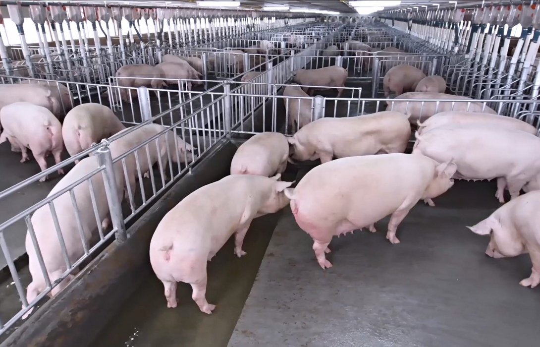 แนะรายย่อยปรับการเลี้ยงหมูย้ำหมูกินได้ ASF ไม่ติดต่อสู่คน