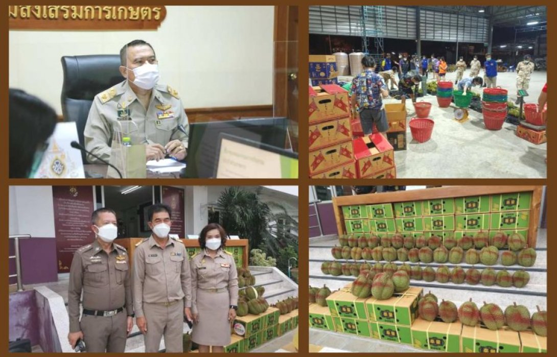 “เกษตรคุมเข้ม” ปราบปรามทุเรียนอ่อน จัดชุดเฉพาะกิจลงพื้นที่ ตรวจจริง จับจริง