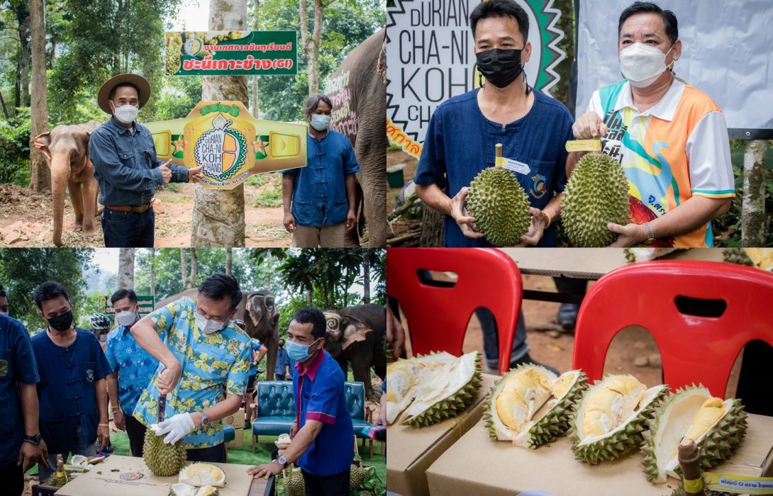 อร่อยสุดฟิน “เทศกาลชิมทุเรียนดี ชะนีเกาะช้าง” เกษตรจังหวัดตราดชูเด่นที่เนื้อเหลืองทอง นุ่มเหนียว หวานหอม