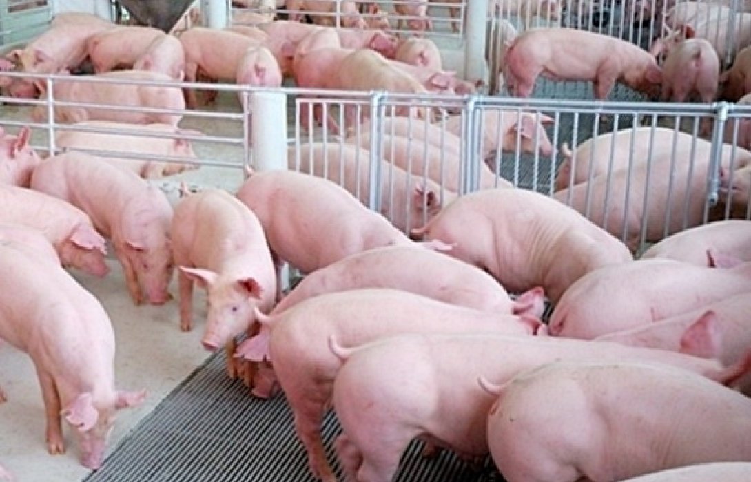 ผู้เลี้ยงหมูชี้อากาศแปรปรวน  ทำเกษตรกรมีต้นทุนเพิ่ม  ขอความเข้าใจราคาสุกรขายได้ต่ำกว่าทุน   